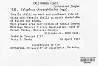 Caloplaca chrysophthalma image